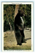 Black Bear Yosemite National Park 1929 Merced Postmark Vintage Postcard picture