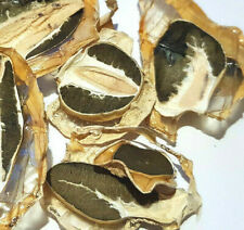 2021 Dried Phallus impudicus mushrooms veselka stinkhorn cancer picture