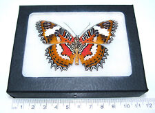Cethosia hypsea verso REAL FRAMED BUTTERFLY RED ORANGE INDONESIA picture