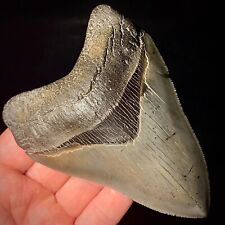 Stunning Megalodon Shark Tooth Otodus megalodon 4.39