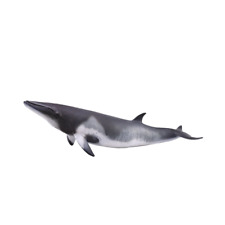 CollectA Realistic Animal Replica Minke Whale Figure Extra Large Ages 3+ and Up picture