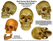 Authentic Human Skull-Life Size Replica Aged Relic -Earth Brown- #3093-1010 USA picture