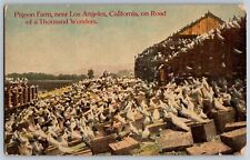 Los Angeles, California - Pigeon Farm - Thousand Wonders - Vintage Postcard picture
