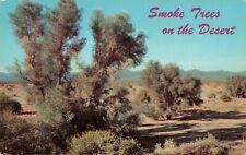 Arizona AZ, Smoke Trees in a Desert Wash, Vintage Postcard picture
