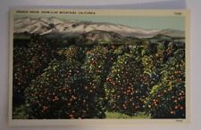 Orange Grove, Snow-Clad Mountains, California Linen Postcard Unposted picture