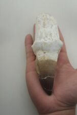 5.9 Inch Mosasaur Thalassatitan Atrox Tooth Dinosaur Fossil Morocco Fossilized  picture