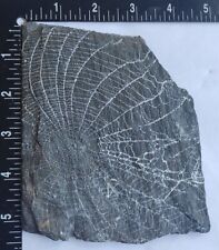 Spider web  Preserved On Stone USA  picture