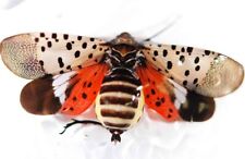 Spotted Lanternfly Insect Dry Raw Specimen Lycorma Delicatula Lantern Fly picture