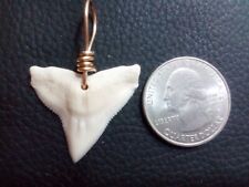 Extra Large Bull Shark Tooth Pendant With Gold Filled Hand Wrap picture