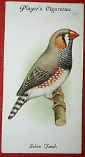 ZEBRA FINCH   Vintage 1933 Illustrated Bird Card  UC03MS picture