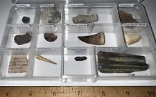 Labeled 12 REAL Fossil Lot Collection DINOSAUR, ICE AGE, MOSASAUR, SHARK TOOTH picture