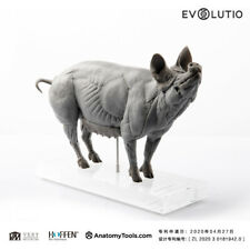 EVOLUTIO - 1/8 PIG ANATOMY PVC basic - 9  x 2.76 x 5.91 in picture