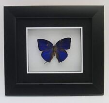 Arhopala Hercules Framed Taxidermy Butterfly ~ OOAK Christmas & Birthday Gift picture