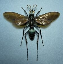 Hymenoptera Sp. Pepsis Heros 107mm Wingspan Peru Pompilidae Tarantula Hawk Wasp picture
