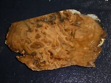 Stromatolite Algae Fossil slab- 5  3/8