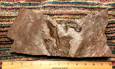 DINOSAUR FOOTPRINT TRACK FOSSIL EUBRONTES Genuine DILOPHOSAURUS 200 MYO OLD picture