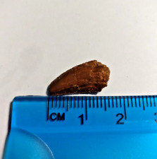 Fossil Raptor Dinosaur Tooth Fossil RT1 picture