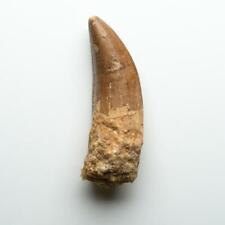 Genuine Natural Large Carcharodontosaurus Dinosaur Tooth picture