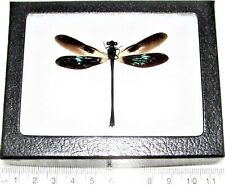 Euphaea variegata REAL GREEN BLACK DRAGONFLY DAMSELFLY FRAMED INSECT picture