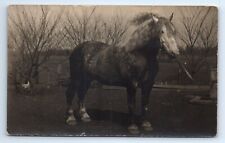 Massive Draft Horse Giant Work on Farm Chickens RPPC Animal Postcard c.1910 picture