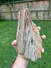 Texas Petrified Wood Unique Natural Worn Grain Pattern Tree Log Piece Fossil picture