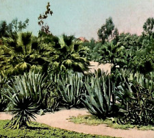 Vintage Postcard Undivided Yucca Cactus Garden Westlake Park Los Angeles CA picture