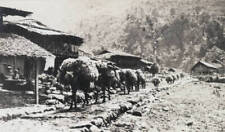 Mt Everest Climb Mules Bringing Wool From Tibet 1921 OLD PHOTO picture