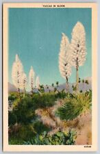 Blooming Yuccas Desert Vegetation Floral Flower Mountain Linen Vintage Postcard picture
