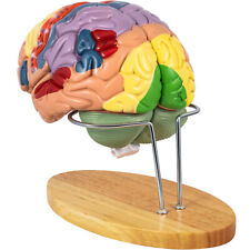 VEVOR Human Brain Model Anatomy Model of Brain 4-Part Brain Teaching w/ Labels picture