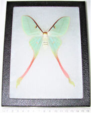 Actias dubernardi pink green saturn moth female China RARE framed picture