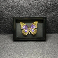 Real Butterfly Specimen Shadow Display Box Home decor Birthda (Saskia charonda) picture