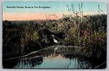 Florida Everglades Tropical Birds Waterfront Reflections Marsh Swamp Postcard picture