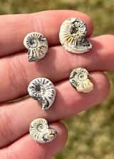 Germany Fossil Ammonites Pleuroceras sp. LOT OF 5 Jurassic Age German Collection picture