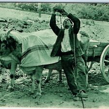 c1910s Basque Country France Hauling Cows Ox Postcard Le Buveur Delboy Photo A26 picture