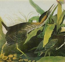 Green Heron Bird 1946 Color Art Print John James Audubon Nature DWV2C picture