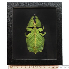 Phyllium pulchrifolium BLACK BACKGROUND female REAL LEAF MIMIC FRAMED INSECT picture