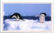 Postcard - Adelie penguins contemplate frigid Antarctic waters picture