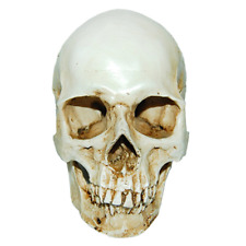 Lifesize 1:1 Human Skull Replica Resin Model Anatomical Medical Skeleton picture