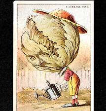 A Cabbage Head Vegetable Garden Veggie Fantasy Bangor Maine Victorian Trade Card picture