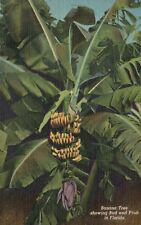 Vintage Postcard Banana Tree Showing Bud and Fruit Florida Tropical Series Fruit picture
