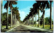 Postcard Majestic Royal Palms USA North America picture