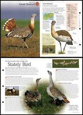 Great Bustard #59 Birds - Discovering Wildlife Fact File Fold-Out Card picture