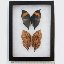 Kallima inachis VERSO + RECTO leaf mimic butterfly China FRAMED PAIR picture