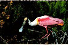Postcard Roseate Spoonbill Everglades National Park Florida [ai] picture