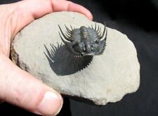 EXTINCTIONS- SPECTACULAR FLYING LEONASPIS TRILOBITE, SUPER SPINY- GREAT US PREP picture