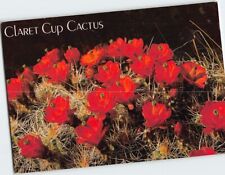 Postcard Claret Cup Cactus picture