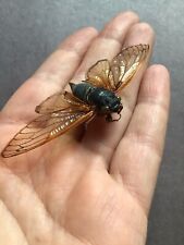 One Real Dried Annual Cicada 2021 Brood X Insect Bug Entomology Arts & Crafts picture