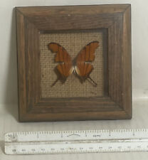 VINTAGE REAL BUTTERFLY INSECT FRAMED picture