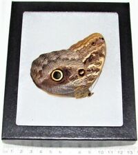 Caligo memnon REAL FRAMED OWL BUTTERFLY PERU picture