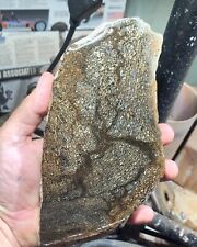 Agatized Utah Dinosaur gem bone rough large hxtled end cut. picture